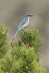 Woodhouse's Scrub-Jay perching/standing at Colorado, United States