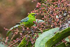 Yellow-bellied Tanager