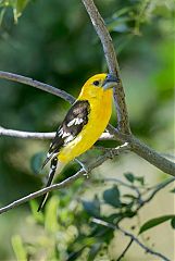 Yellow Grosbeak perching/standing at Colorado, United States